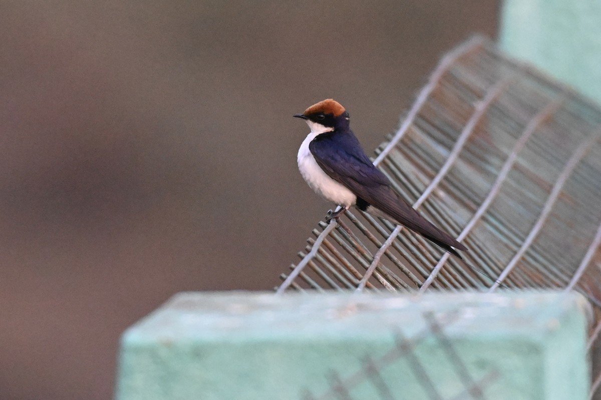 Wire-tailed Swallow - Praveen Baddi