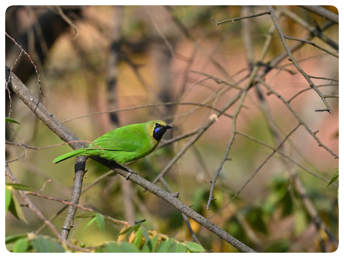 Jerdon's Leafbird - ML615135543