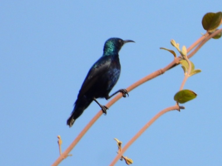 Purple Sunbird - VAibhAV Patil