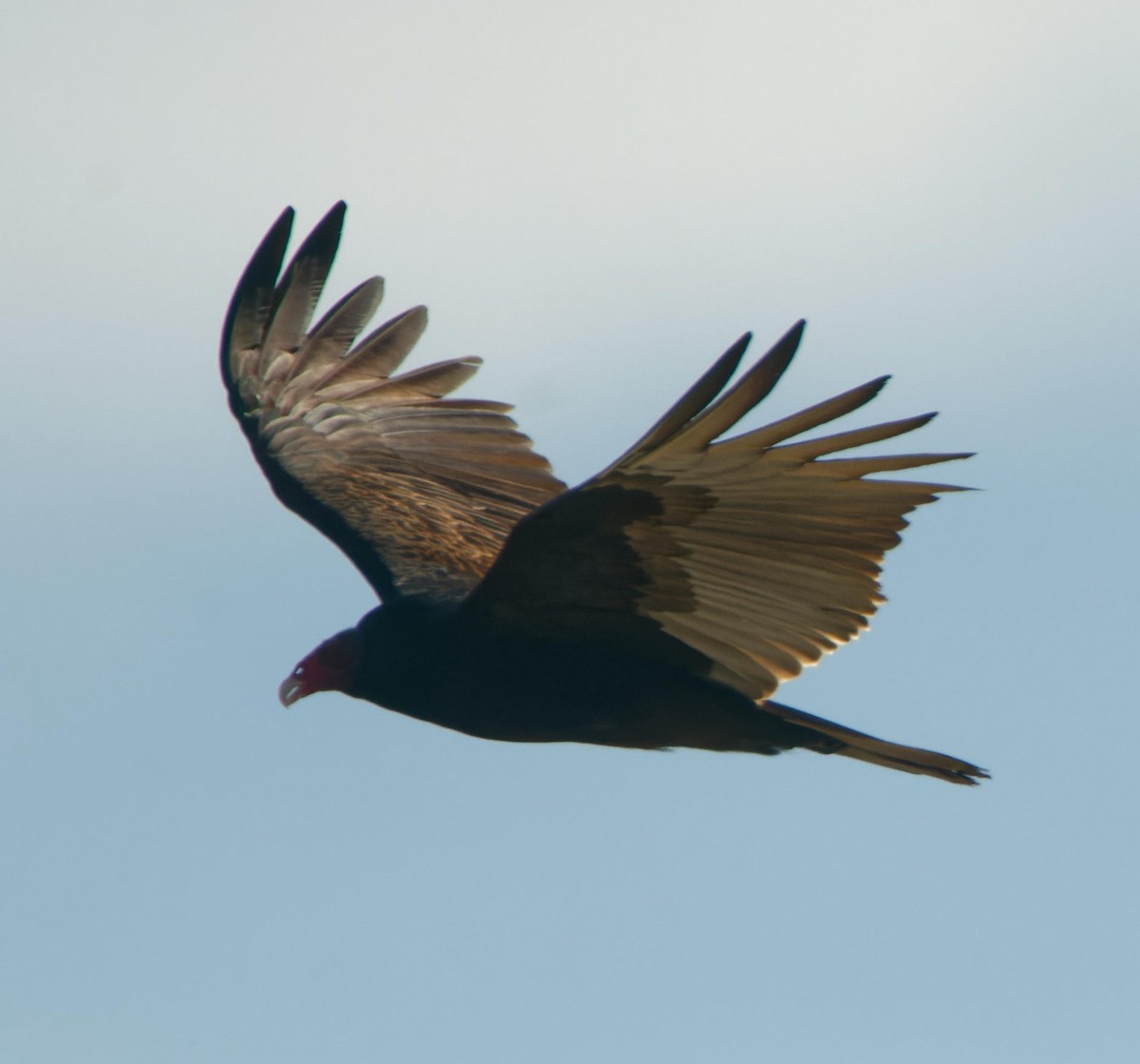 Turkey Vulture - ML615135561