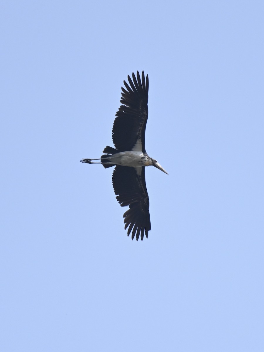 Lesser Adjutant - Praveen Baddi