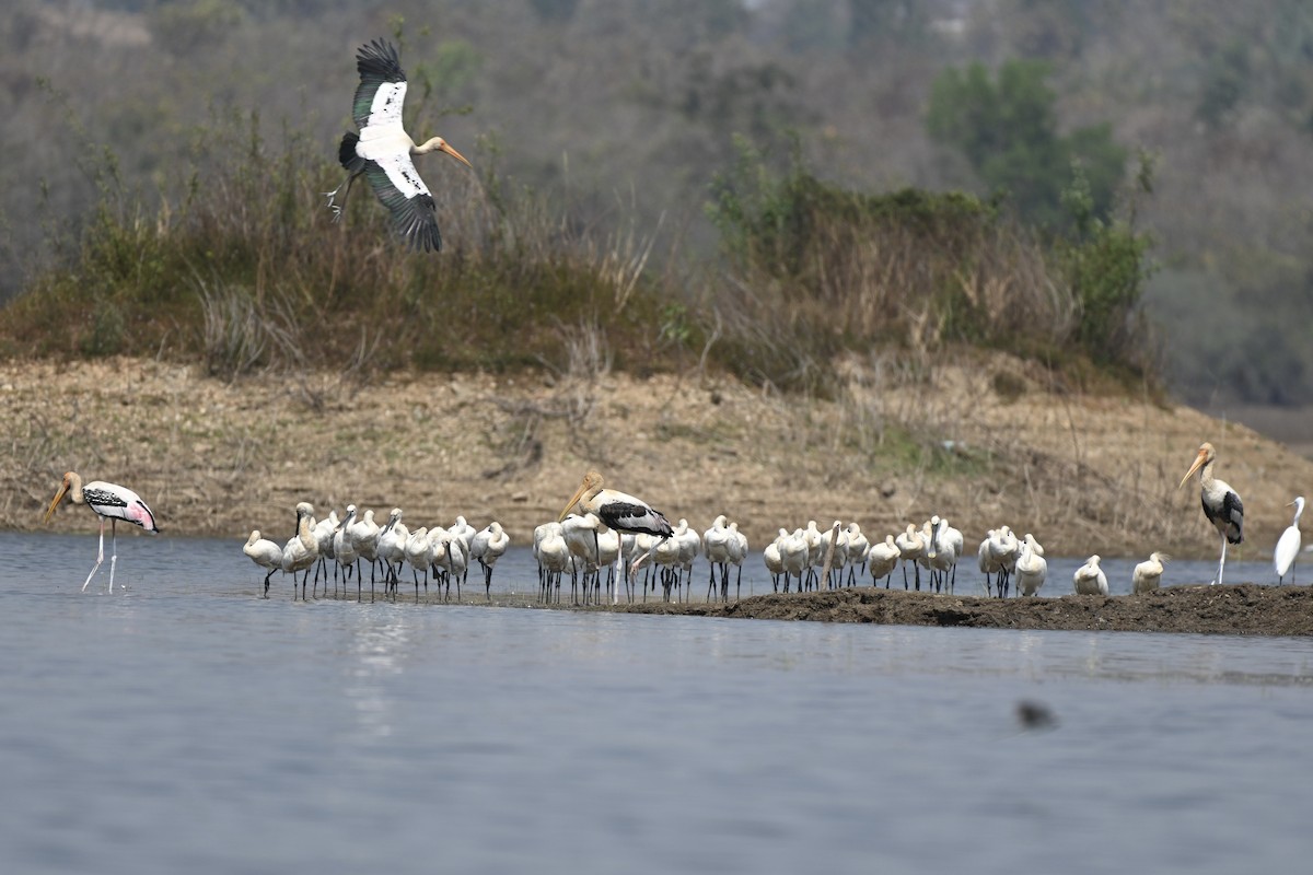 Painted Stork - Praveen Baddi