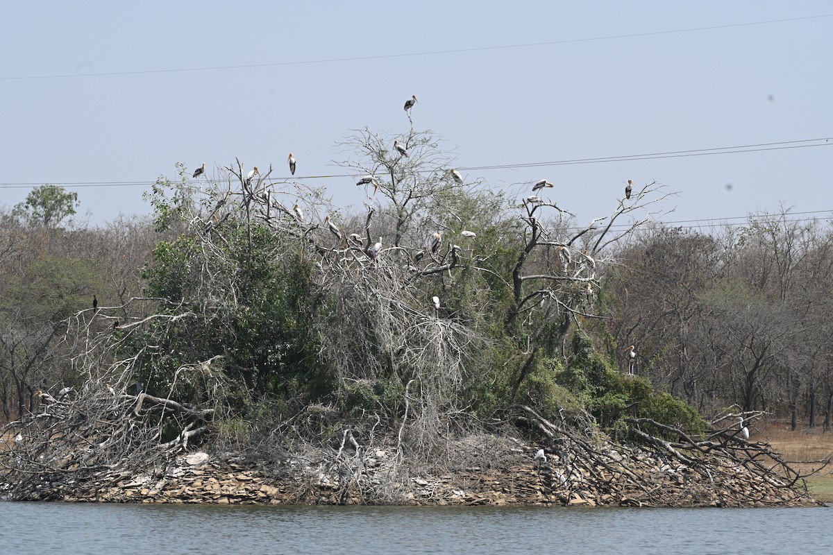 Painted Stork - Praveen Baddi