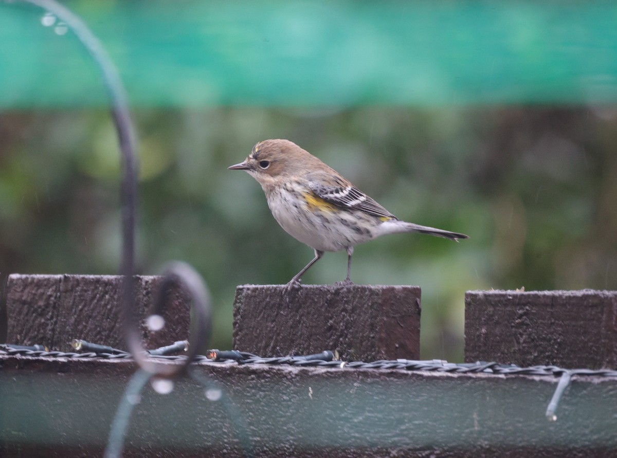 Yellow-rumped Warbler - ML615135576