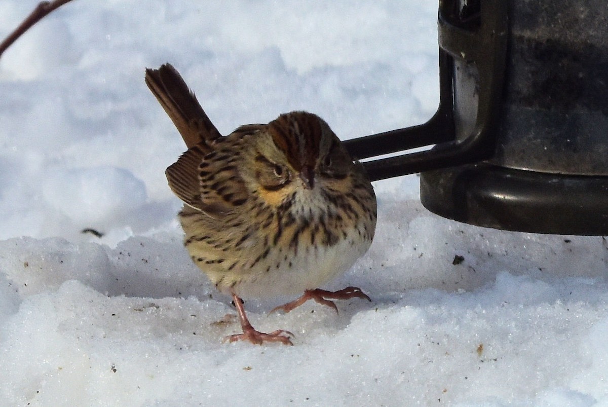 Lincoln's Sparrow - CB_Bird_Reports Data