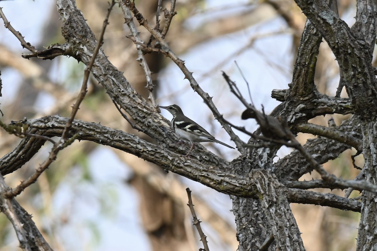 Forest Wagtail - Praveen Baddi