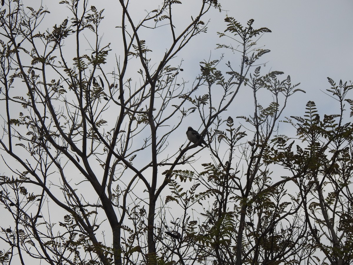 Siamese Pied Starling - ML615135607