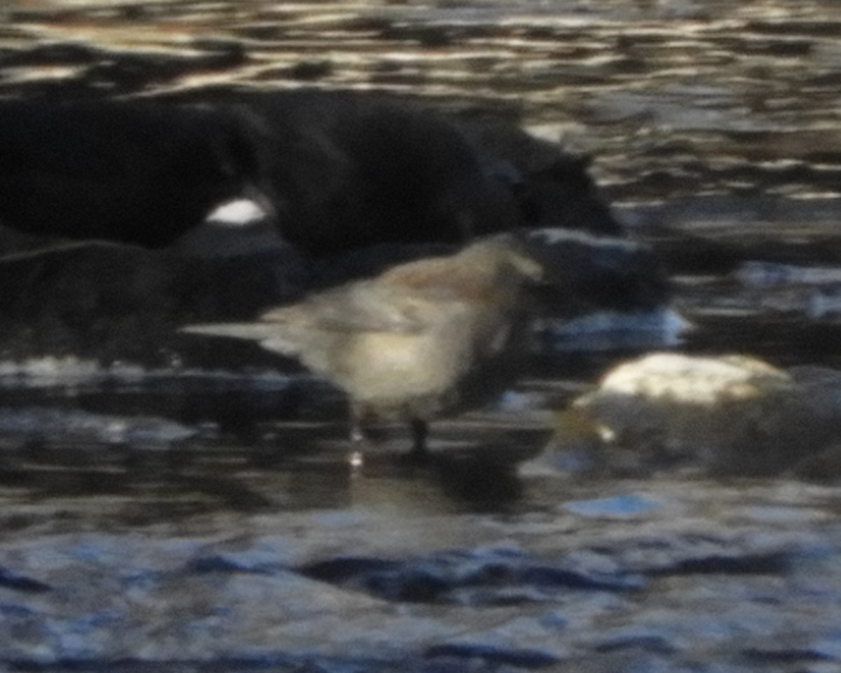 Rusty Blackbird - ML615135620