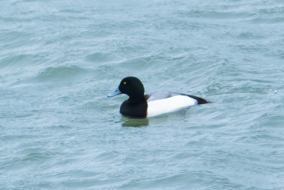 Greater Scaup - ML615135630