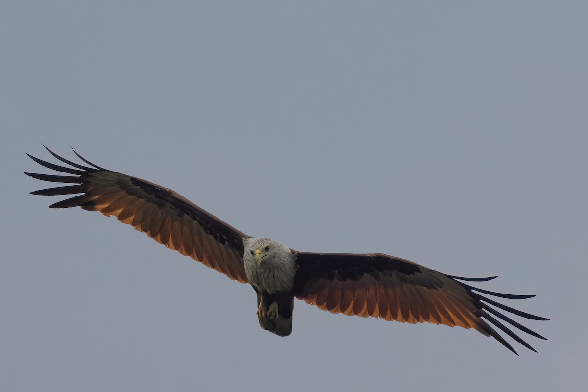 Brahminy Kite - ML615135678