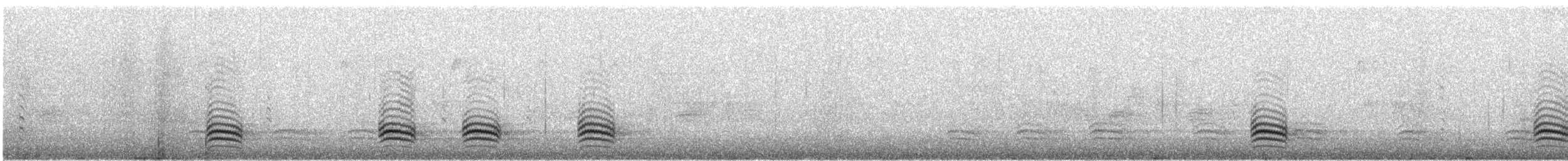 Sittelle à poitrine blanche (carolinensis) - ML615135706