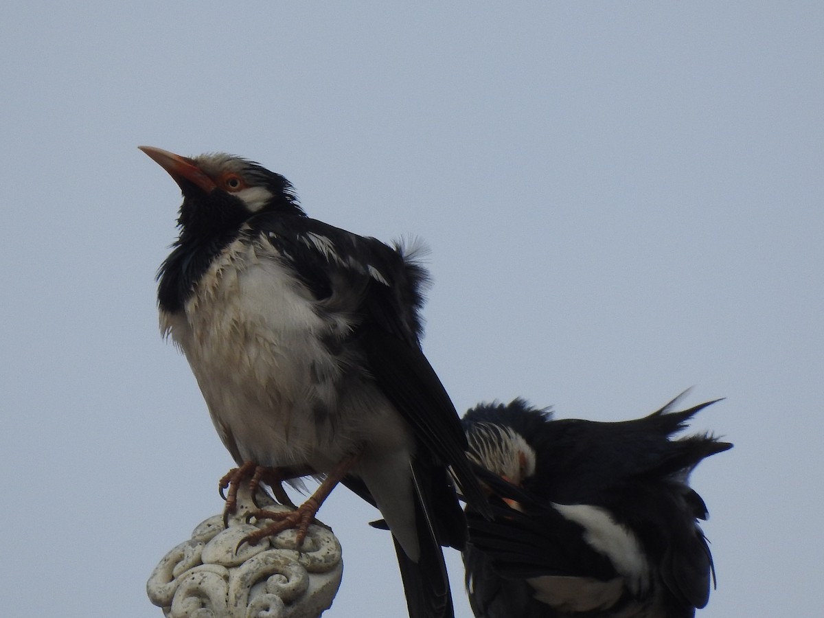 Siamese Pied Starling - ML615135789