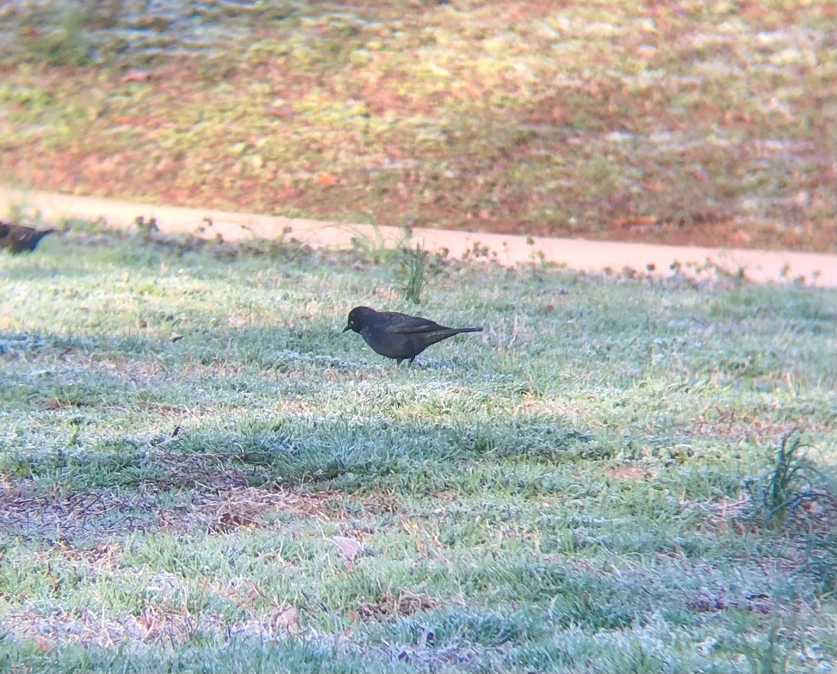 Rusty Blackbird - ML615135831