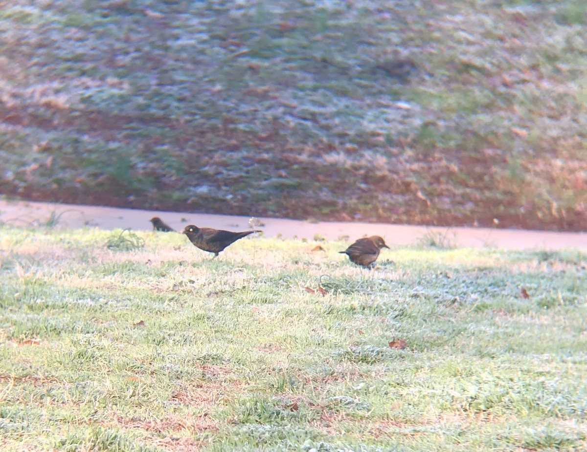 Rusty Blackbird - ML615135832