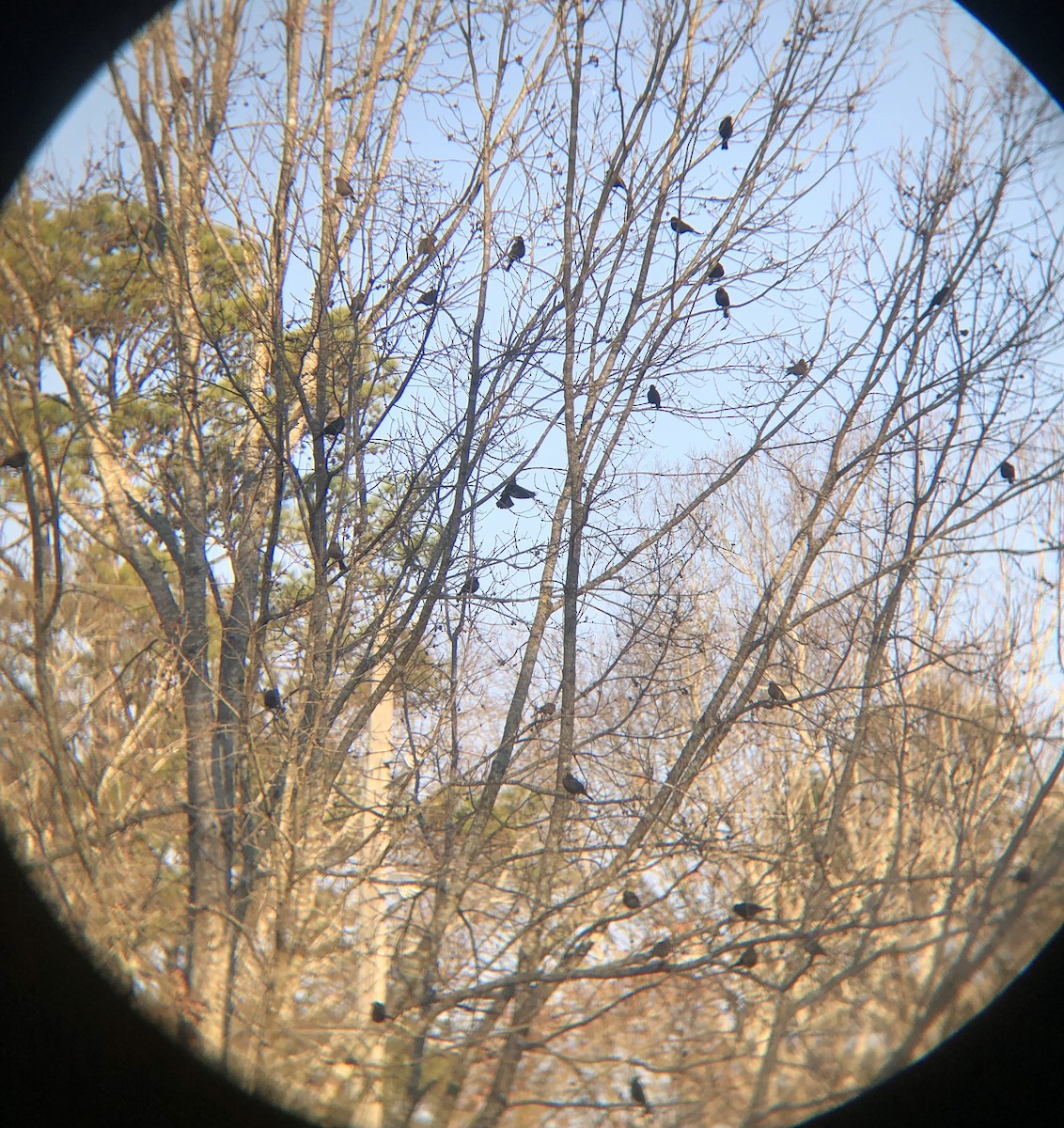 Rusty Blackbird - ML615135833