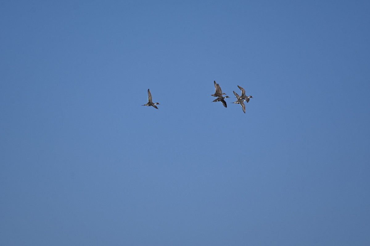 Northern Pintail - ML615135838