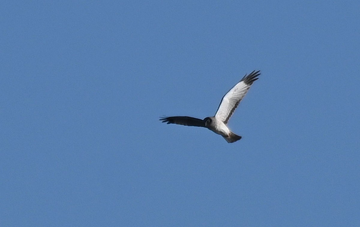 Northern Harrier - ML615135864