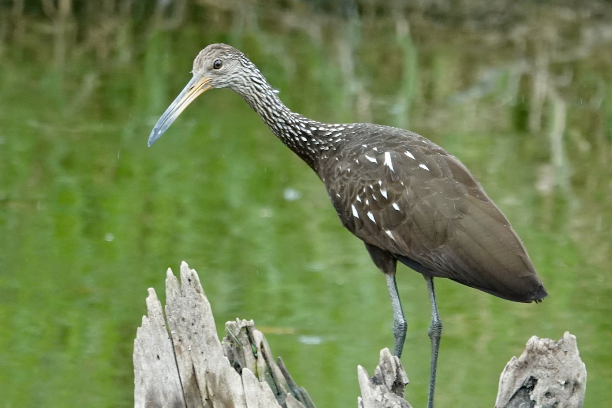 Limpkin - Jolene Cortright