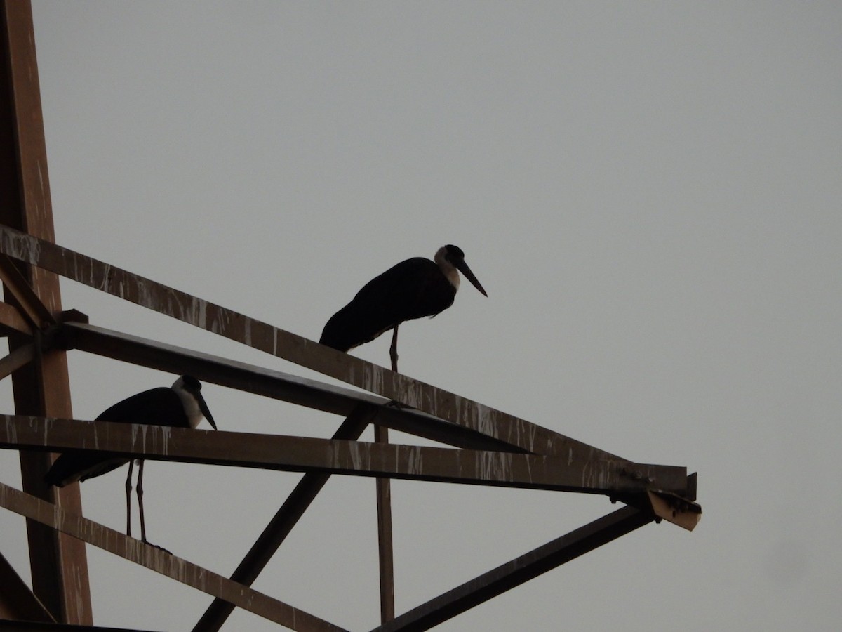 Asian Woolly-necked Stork - ML615135871