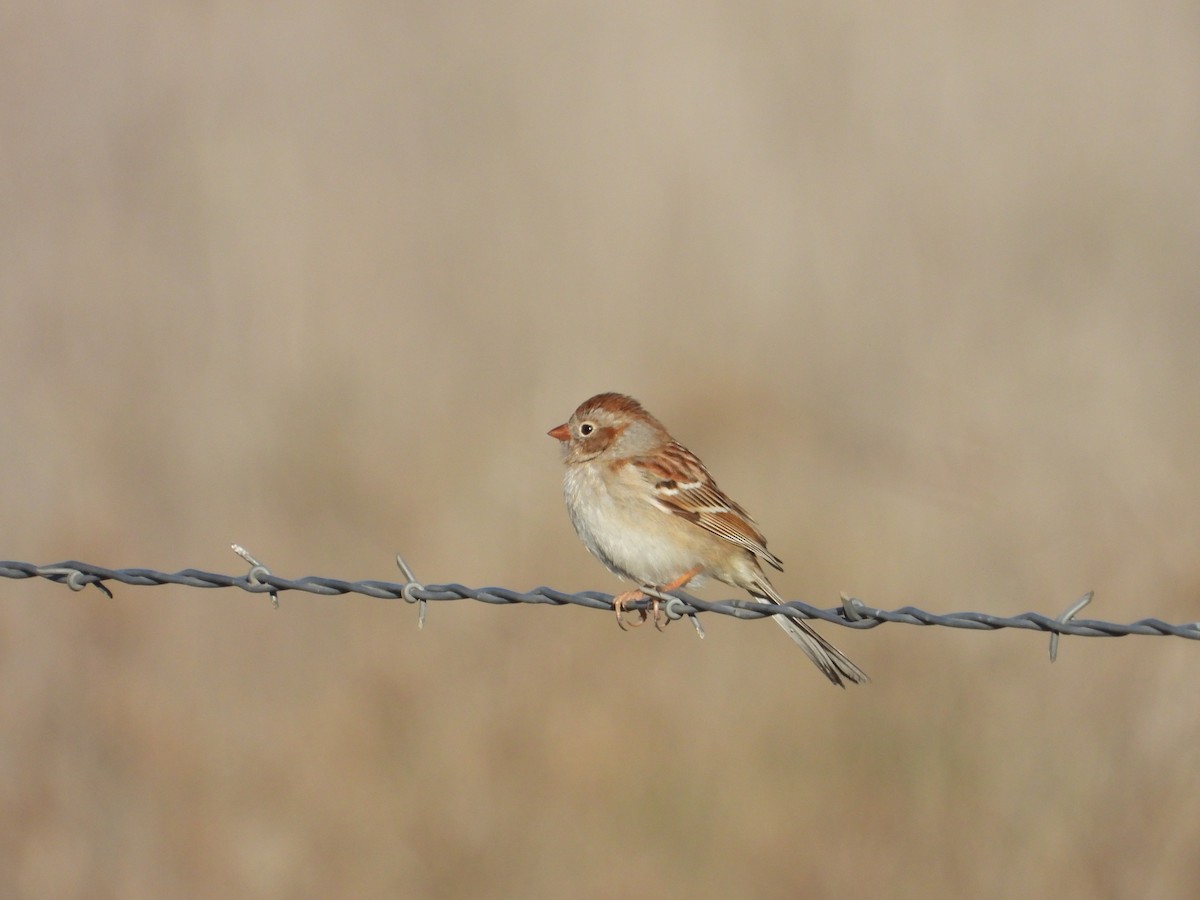 Field Sparrow - Kevin Long