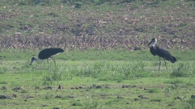 Asian Woolly-necked Stork - ML615136121