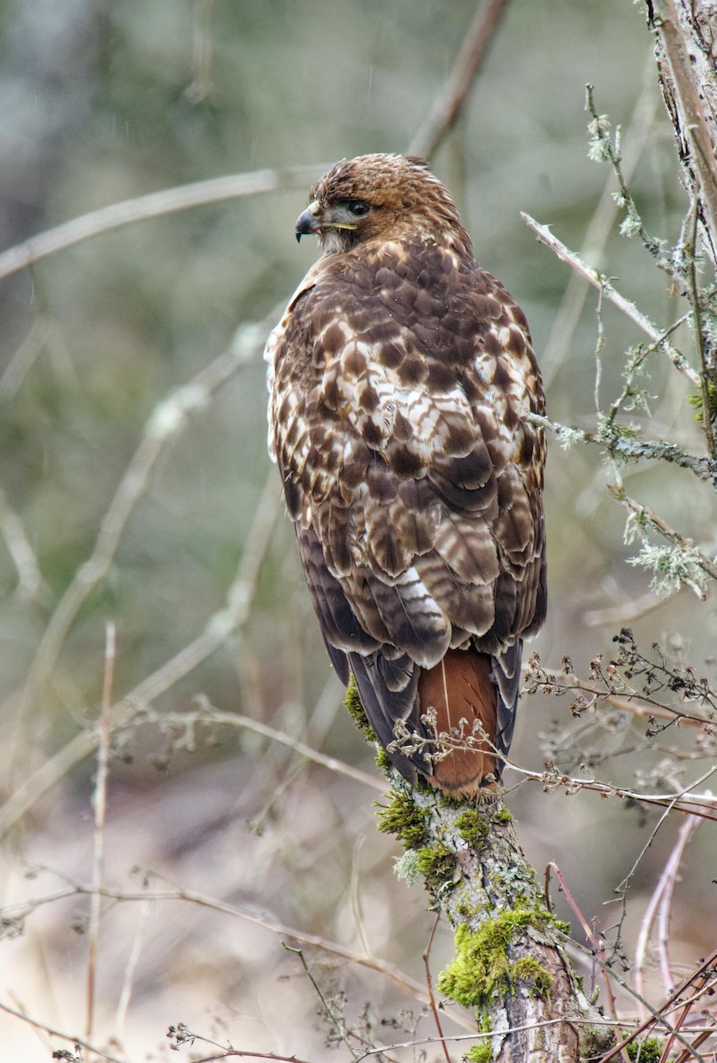Red-tailed Hawk - ML615136134
