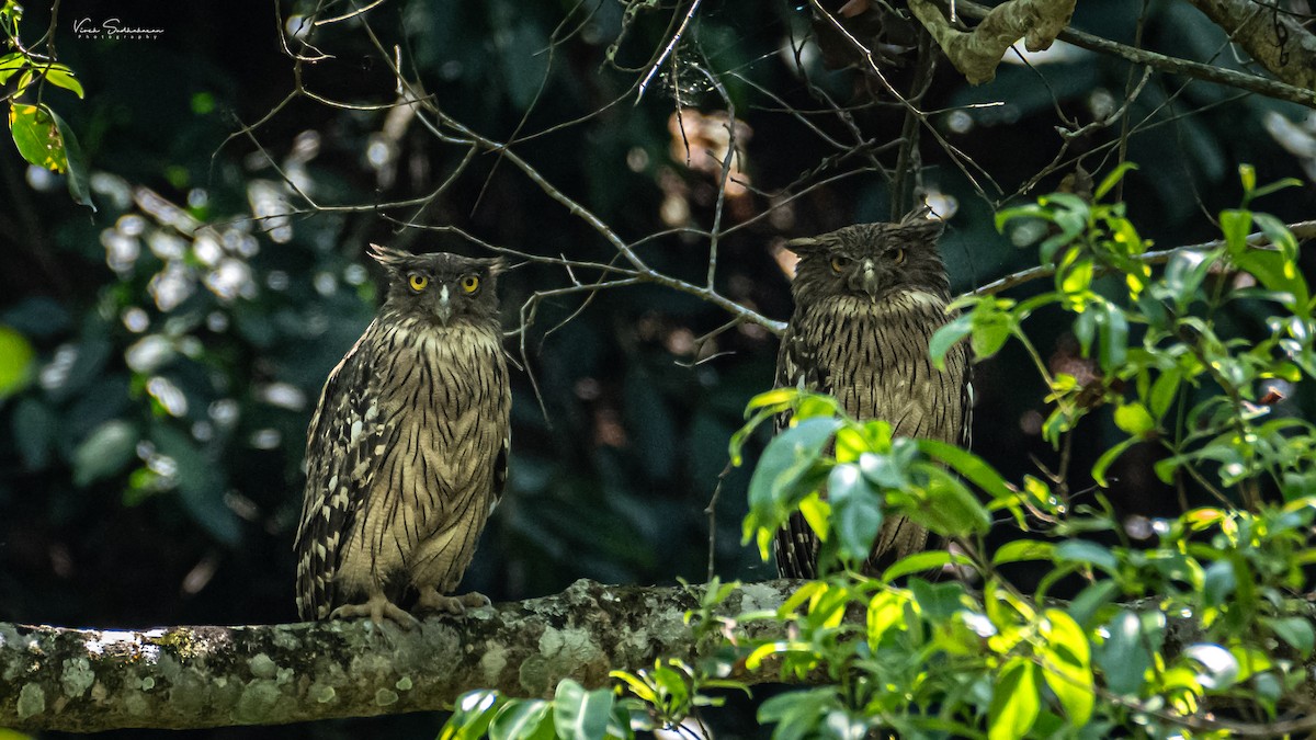 Brown Fish-Owl - ML615136141