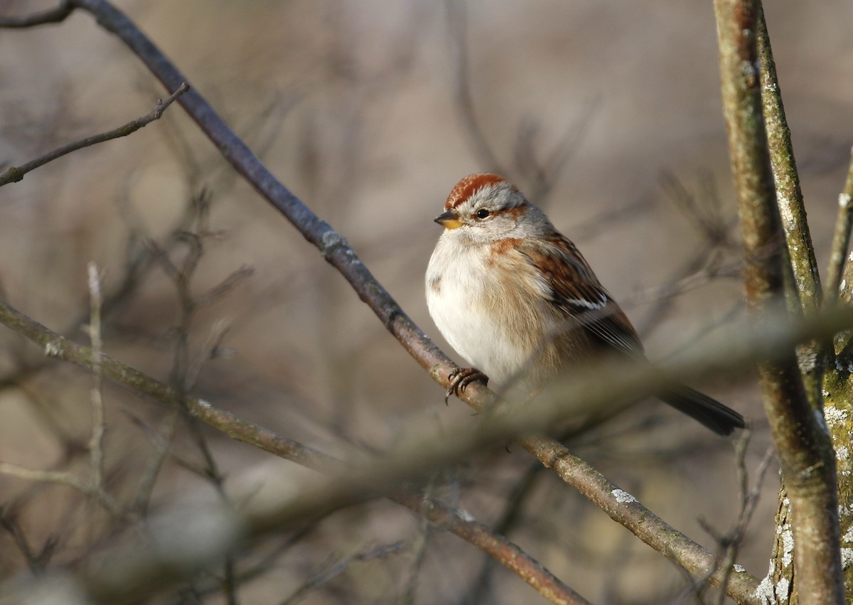 American Tree Sparrow - ML615136170