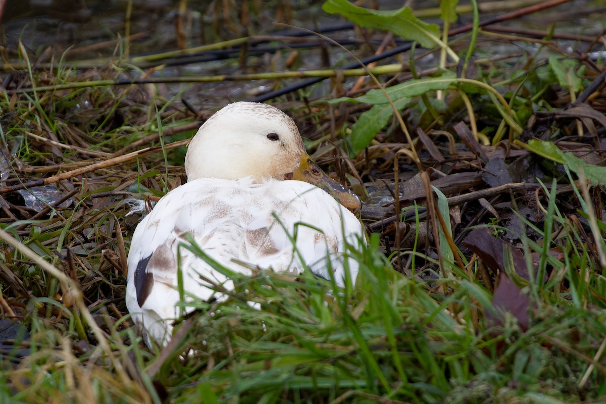 Mallard (Domestic type) - ML615136182