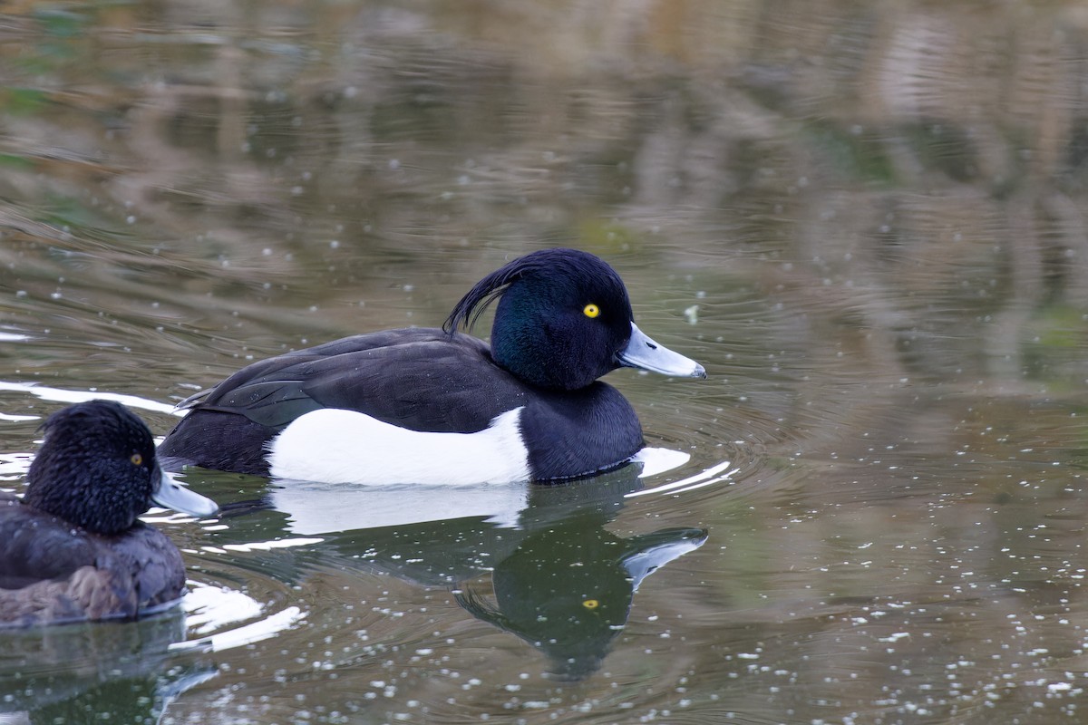 鳳頭潛鴨 - ML615136184