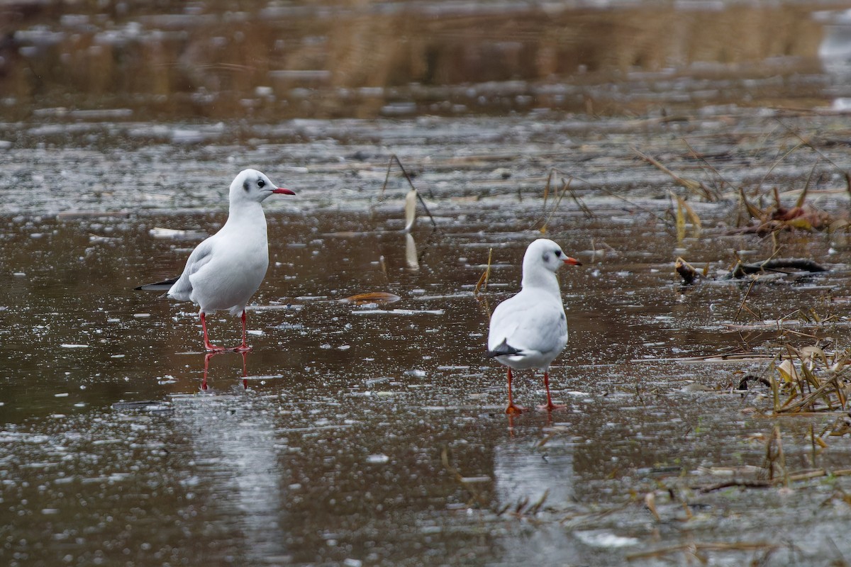 Black-headed Gull - ML615136199