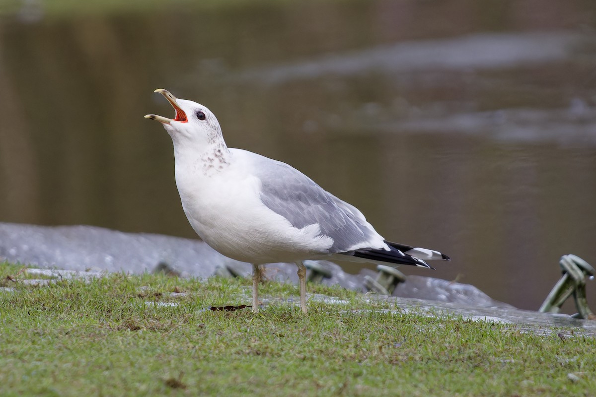 Common Gull - ML615136201