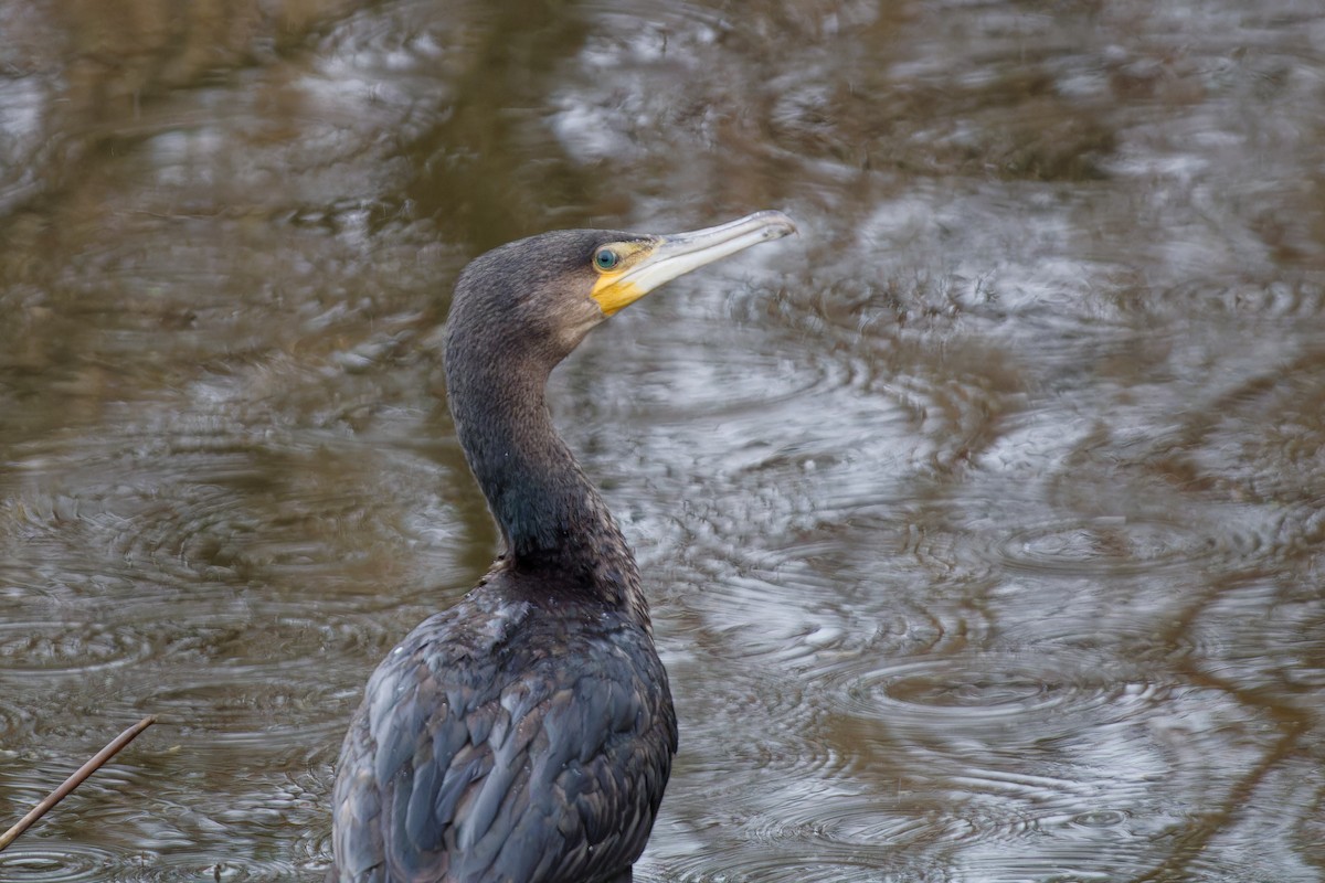 Cormorán Grande - ML615136202