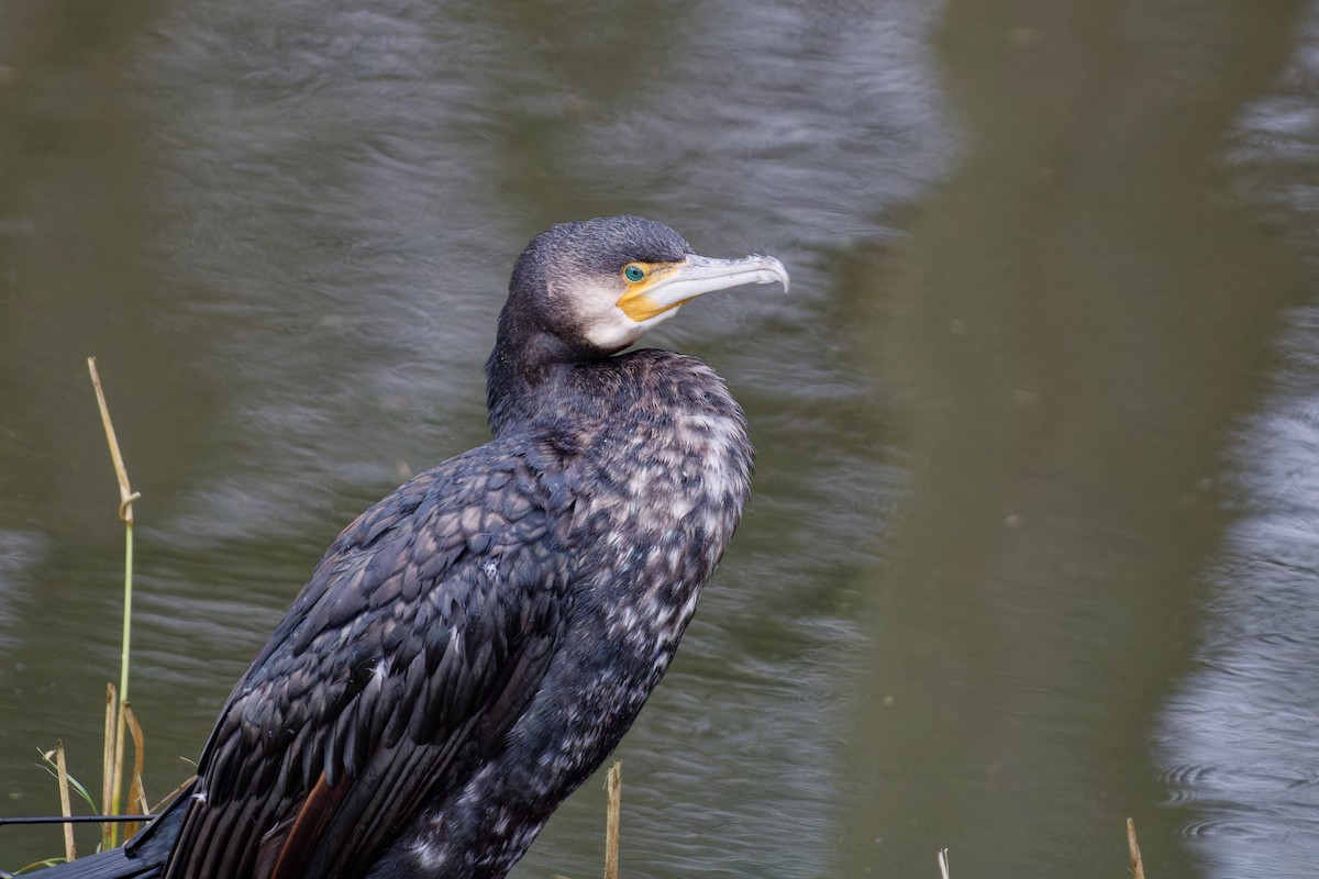 Great Cormorant - ML615136206