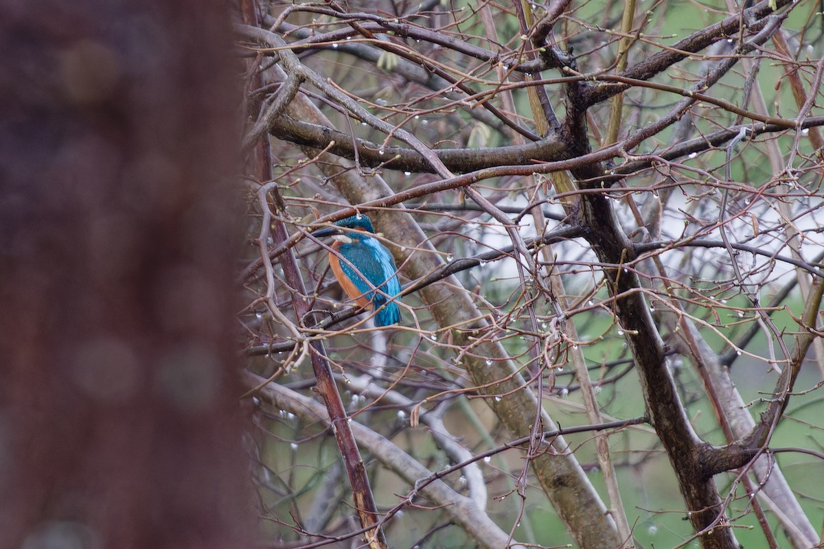 Common Kingfisher - ML615136212