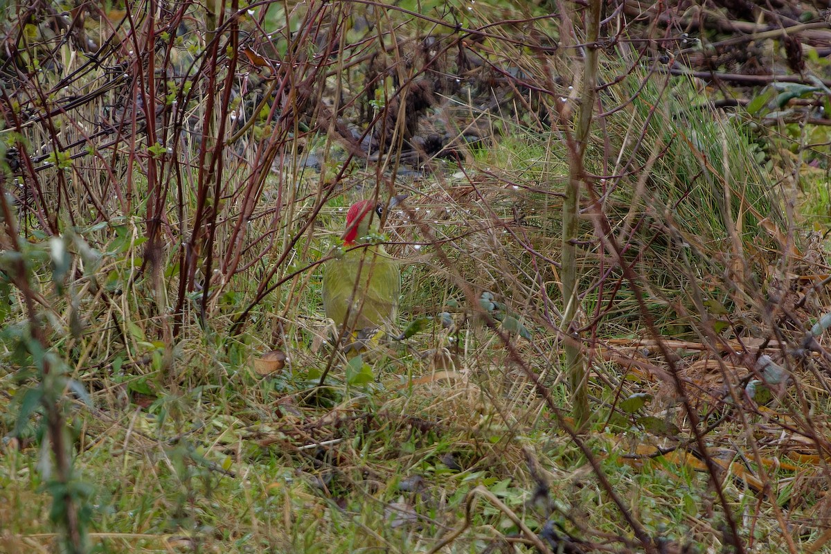 Eurasian Green Woodpecker - ML615136215