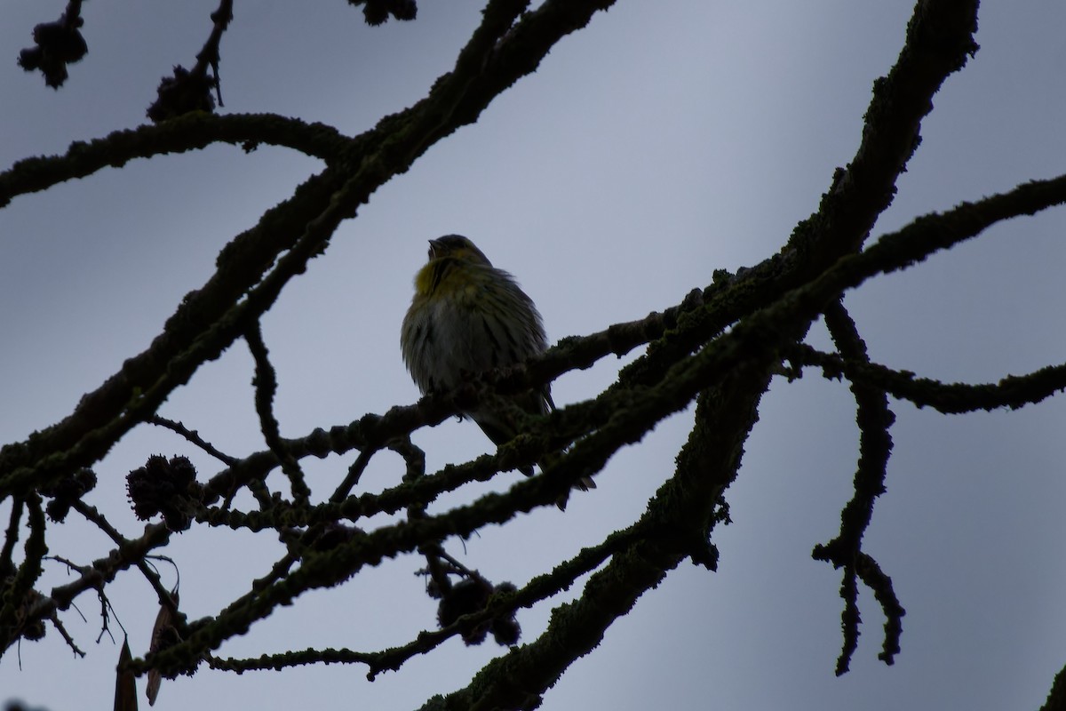 Eurasian Siskin - ML615136227