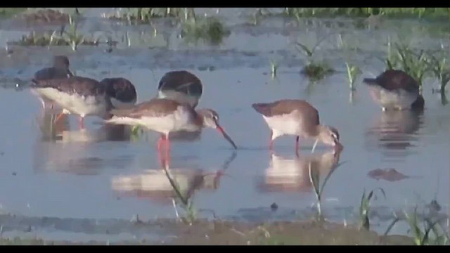 Spotted Redshank - ML615136236