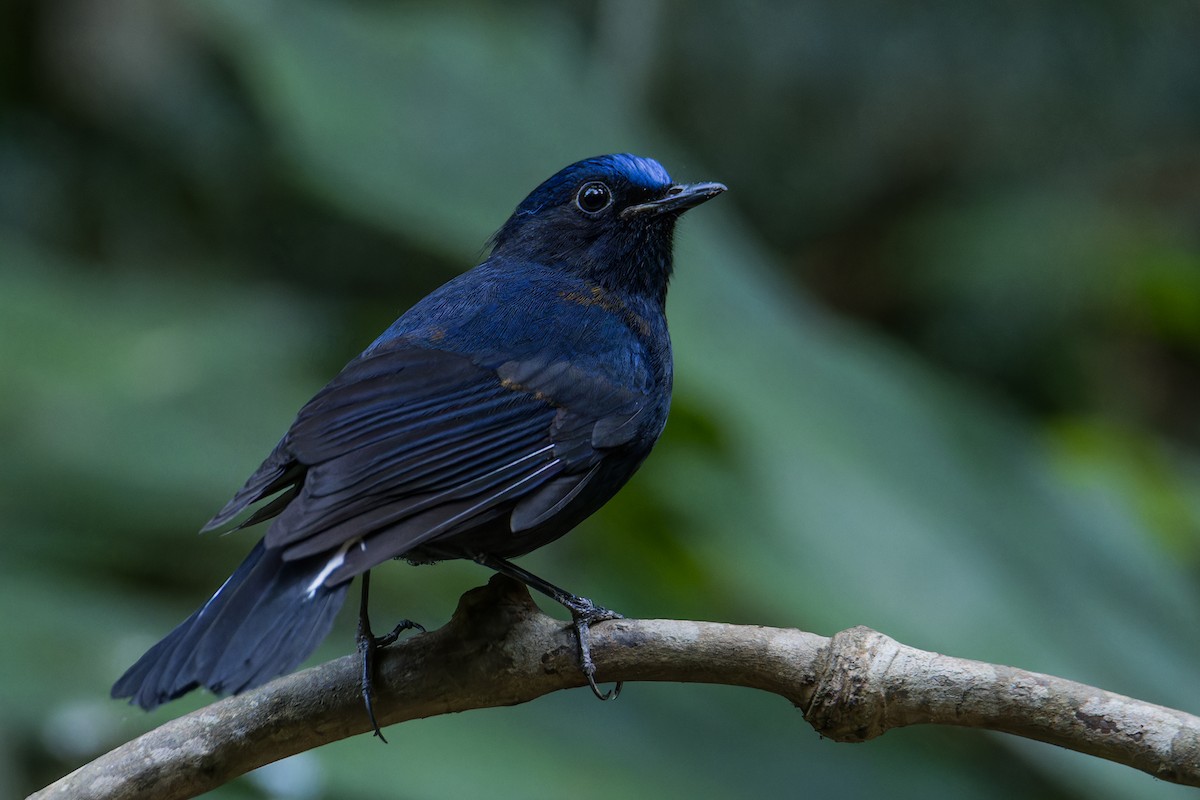 White-tailed Robin (White-tailed) - ML615136259