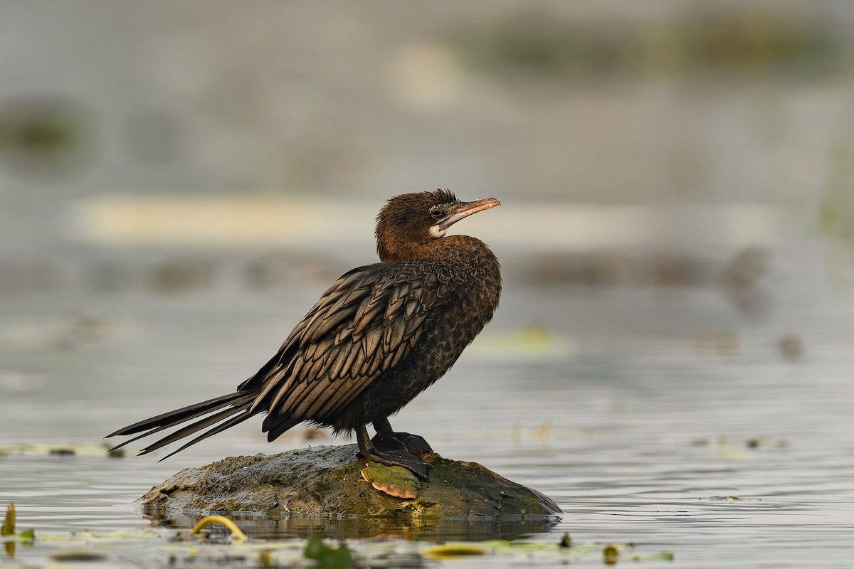 Little Cormorant - ML615136274