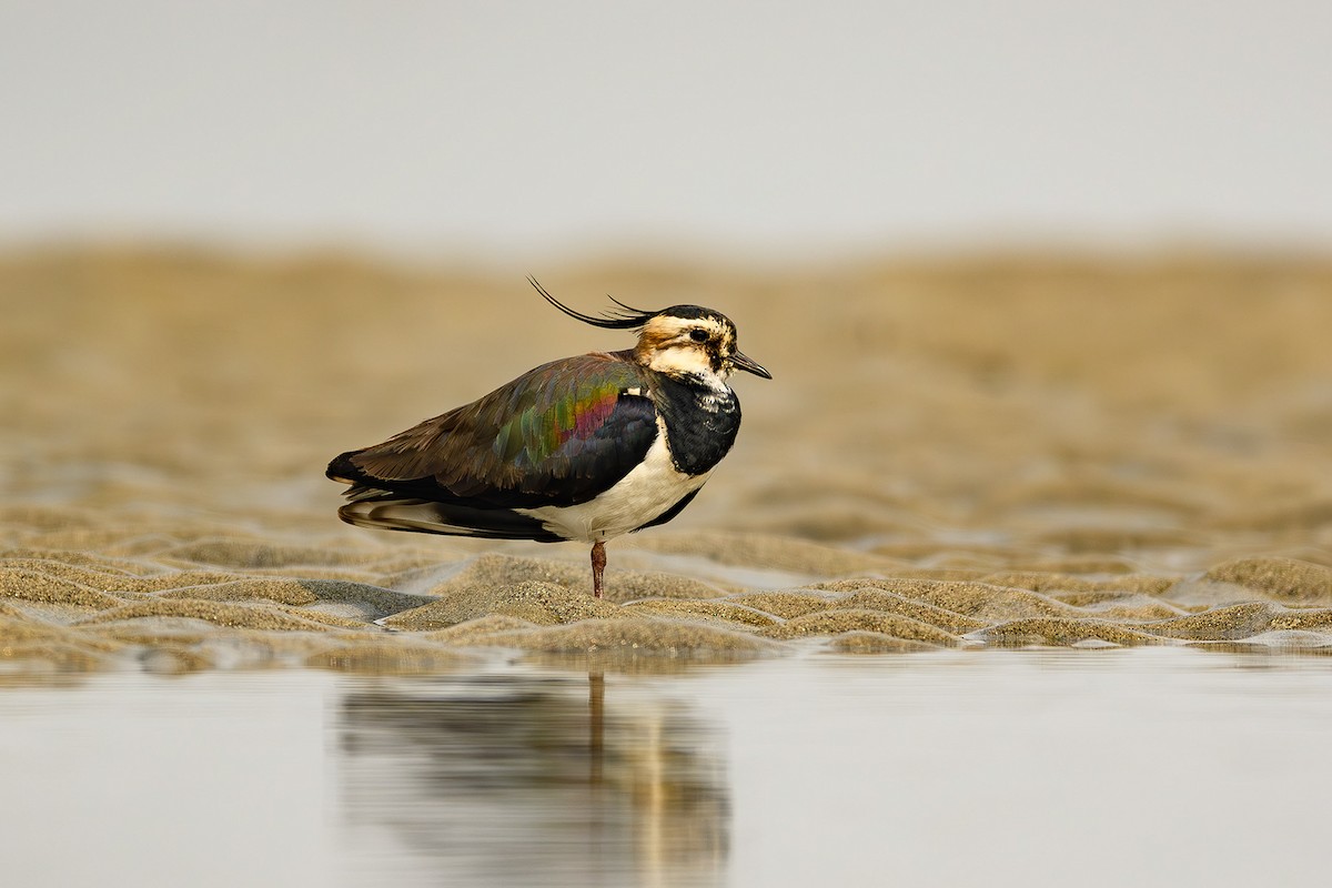 Northern Lapwing - ML615136295