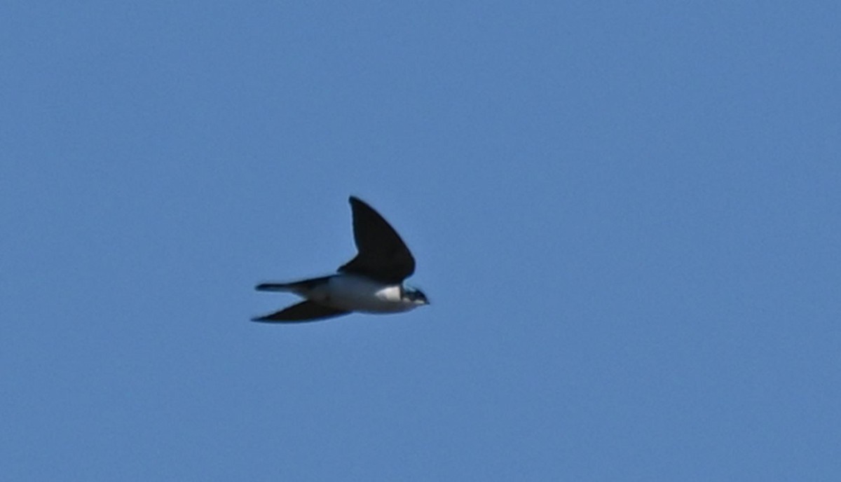 Tree Swallow - Rick Luehrs