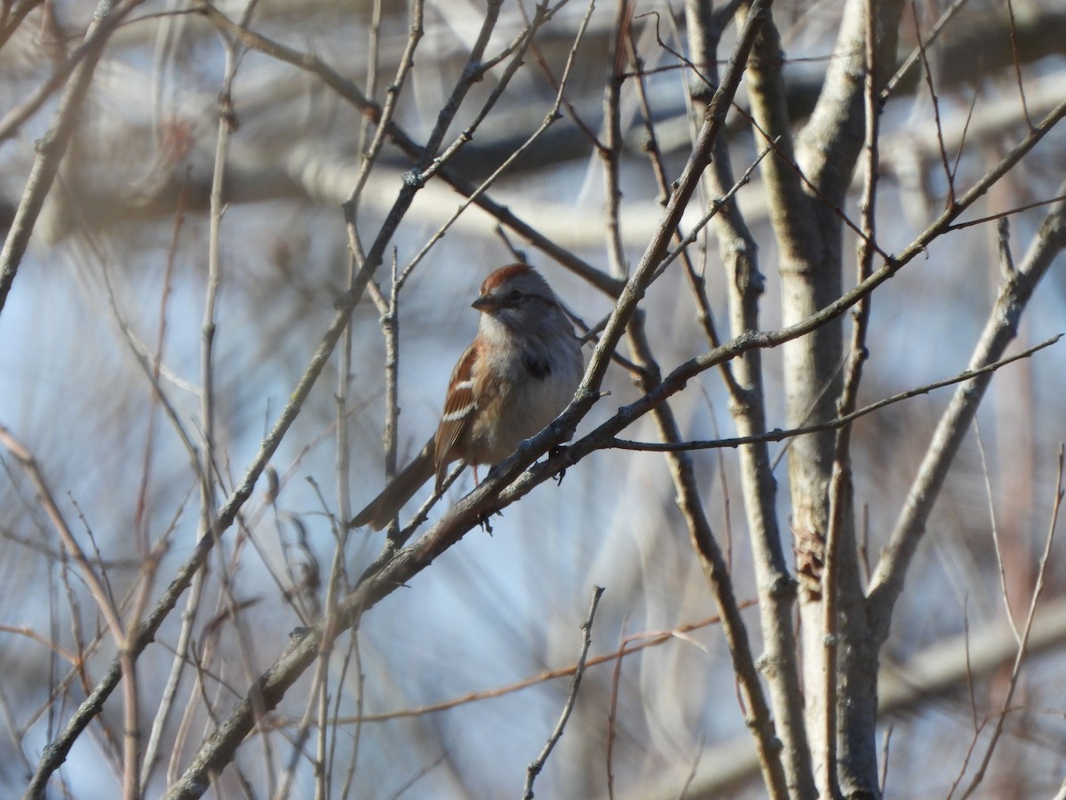 American Tree Sparrow - Rick Luehrs