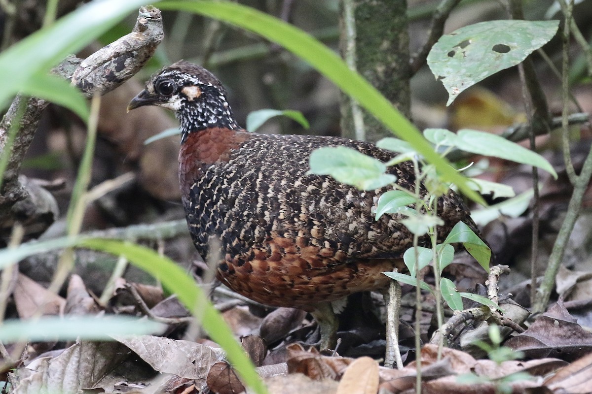 Sabah Partridge - ML615136340