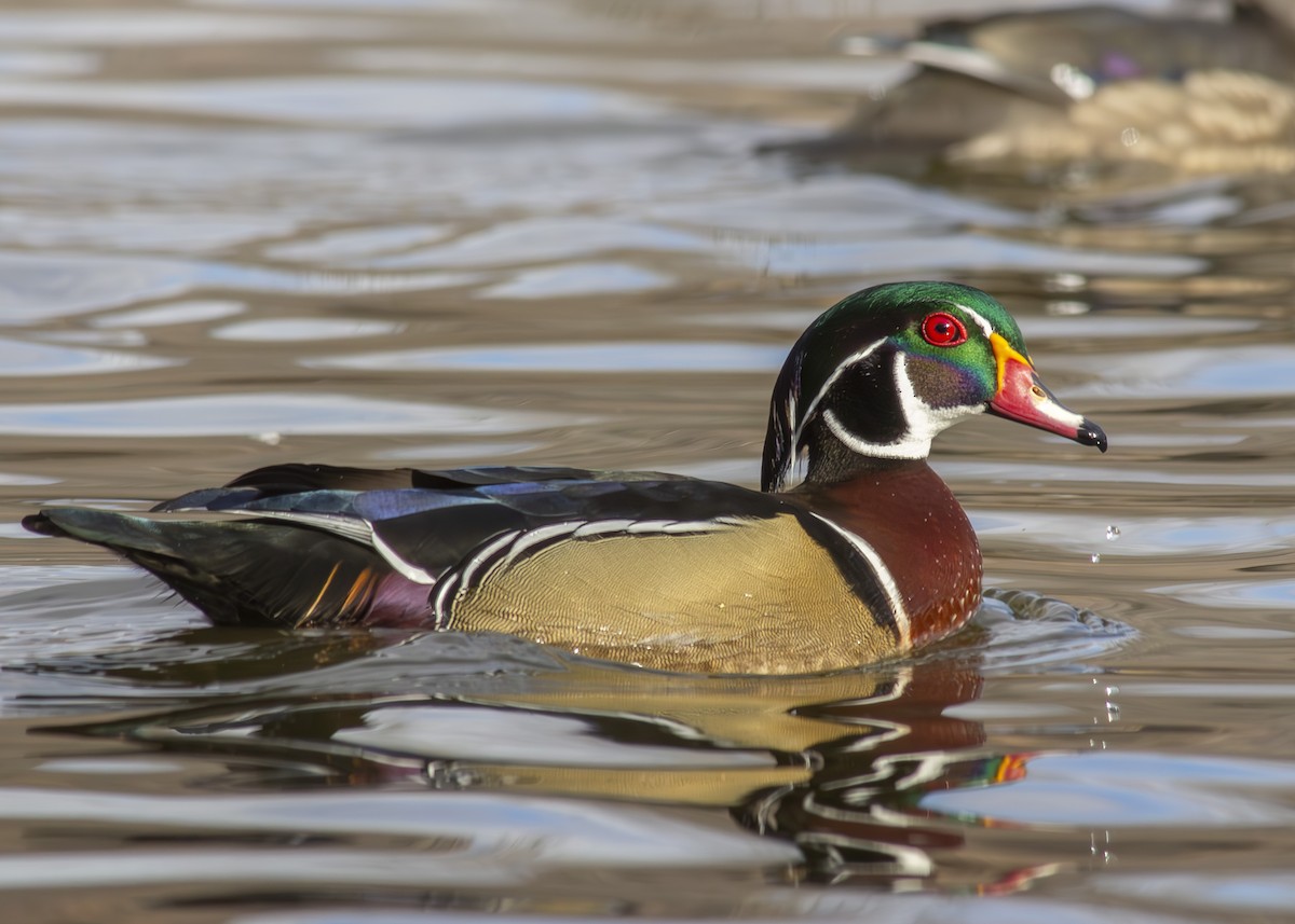 Wood Duck - ML615136412