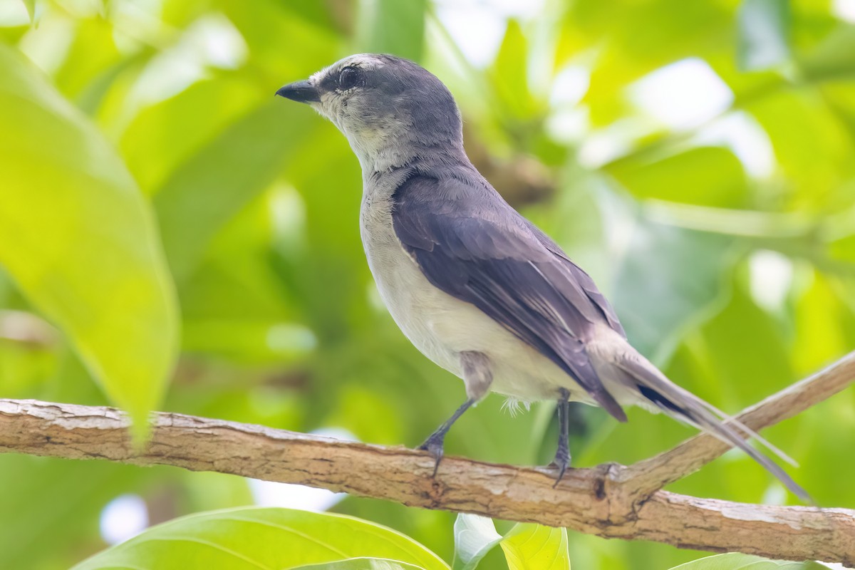 Ashy Minivet - Jaap Velden