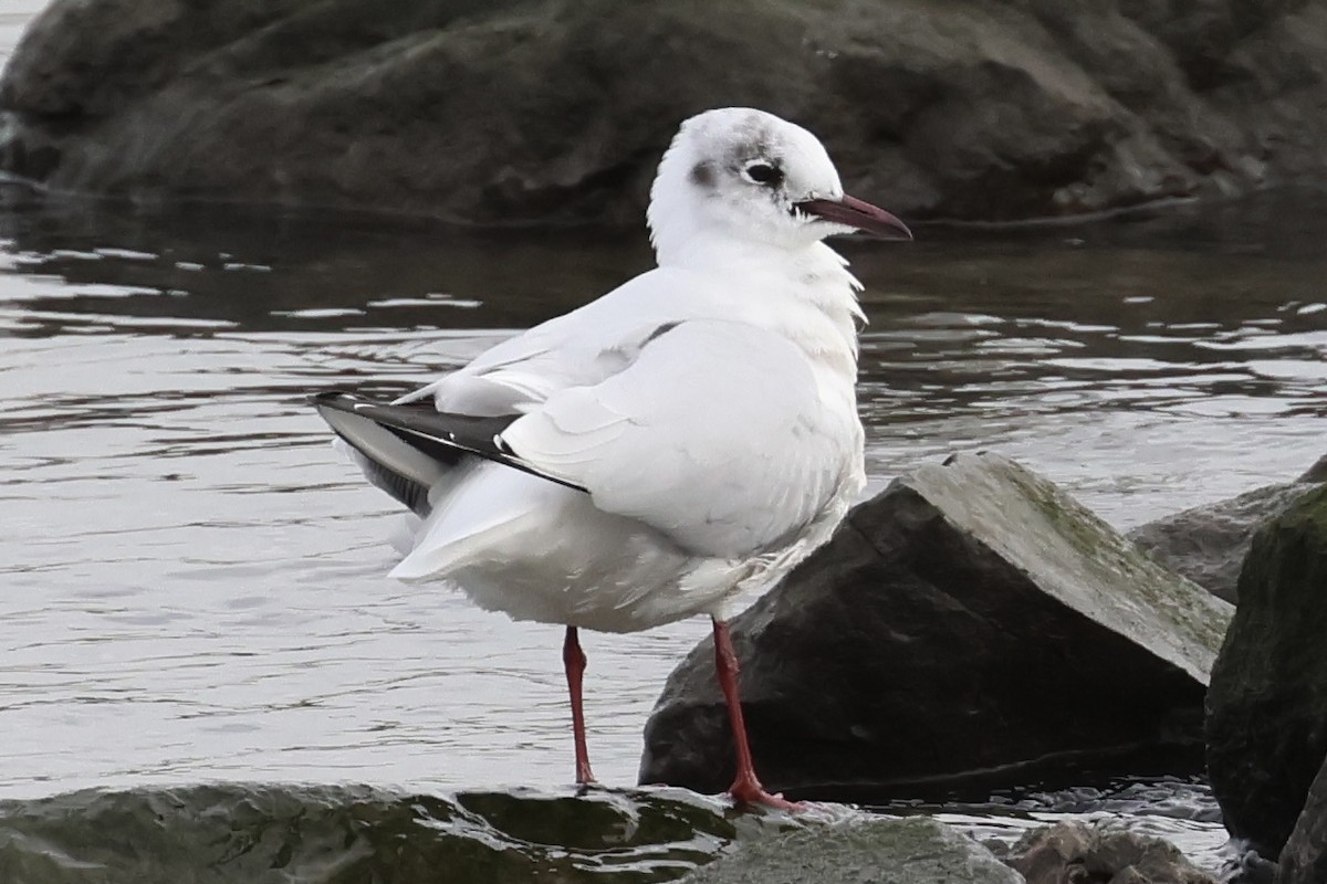 Black-headed Gull - ML615136470