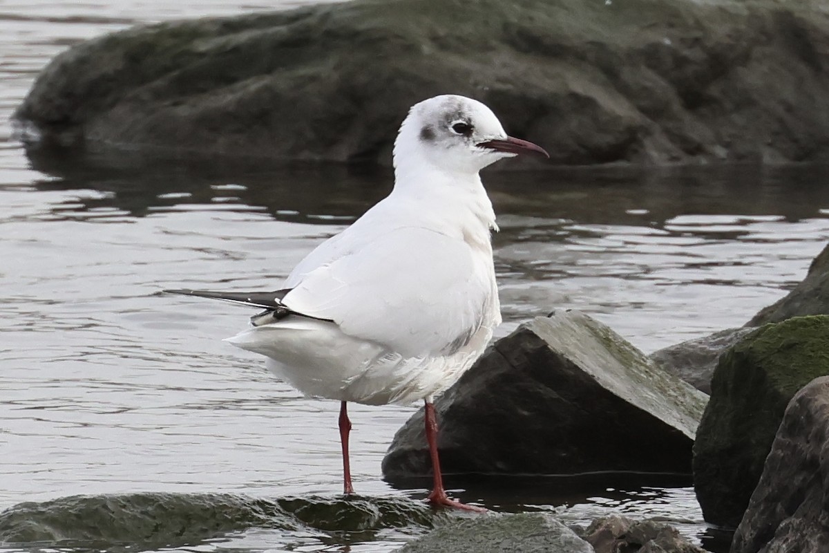 Mouette rieuse - ML615136471