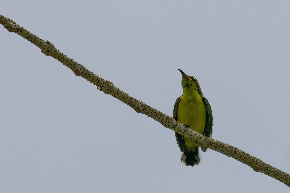 Brown-throated Sunbird - Jaap Velden