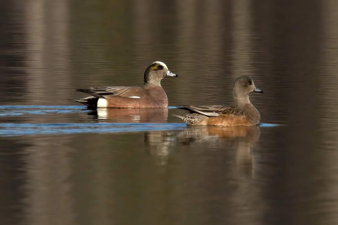 American Wigeon - Dave Keith